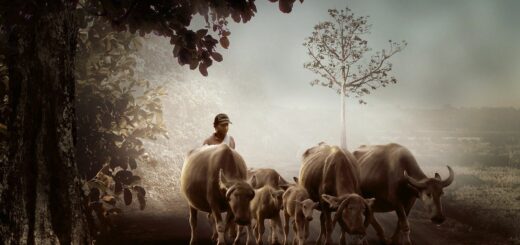 Man Cattle Animals Cows Bulls  - Herriest / Pixabay