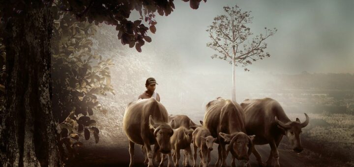 Man Cattle Animals Cows Bulls  - Herriest / Pixabay