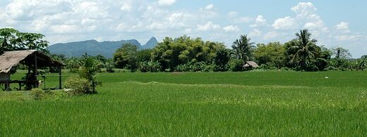 Landscape Thailand Paddy Fields  - Expatsiam / Pixabay