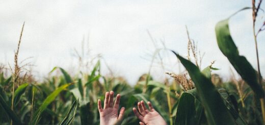 Hand Palm Corn Field Farm Green  - StockSnap / Pixabay