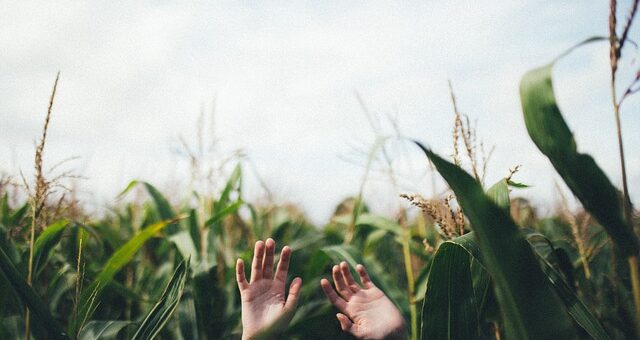 Hand Palm Corn Field Farm Green  - StockSnap / Pixabay