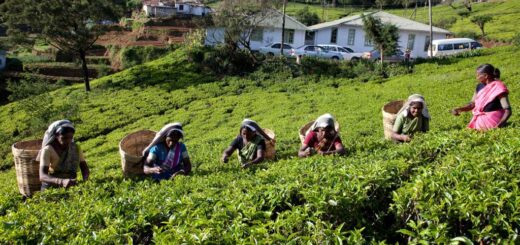 Sri Lanka Tea