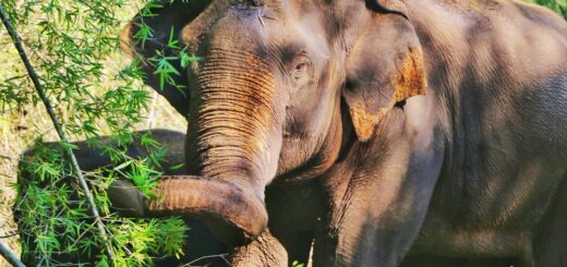 elephants human conflict in Sri Lanka
