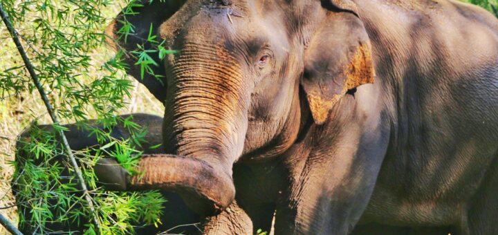 elephants human conflict in Sri Lanka