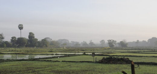 A recently sown paddy field in northern Sri Lanka