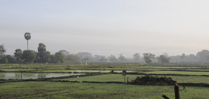 A recently sown paddy field in northern Sri Lanka